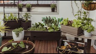 How to Create a Portable Veggie Garden for Small Spaces  Mitre 10 Easy As Garden [upl. by Neffirg]