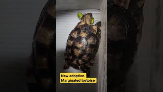 Marginated tortoise tortoisecare marginatedtortoise tortoise [upl. by Onitsirc]