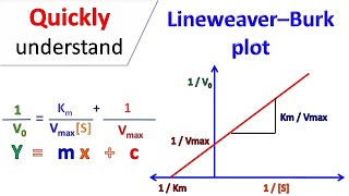 Lineweaver Burk plot [upl. by Laval]