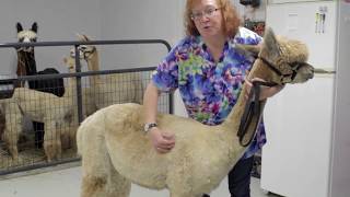 Body Condition Scoring for Camelids [upl. by Irallih]