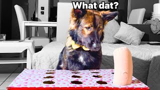 Dog Reacts to the Sausage Challenge  Can She Do It 🐕 [upl. by Batruk]