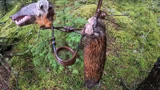 Mushers Tails Marten Trap Check in the Rain [upl. by Turrell884]