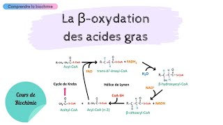 MÉTABOLISME DES LIPIDES  La bêtaoxydation des acides gras  Partie 1  Biochimie Facile [upl. by Kovacev]