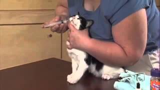 Giving Your Cat Liquid Medications Part 2  1 Person Procedure [upl. by Coshow176]