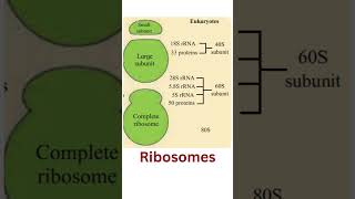 Ribosomes ribosomes ribosome [upl. by Eeral]