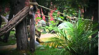 Enriquecimiento ambiental para felinos Zoo Quito [upl. by Nare]