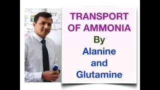 Transport of Ammonia by Alanine and Glutamine [upl. by Enerak]