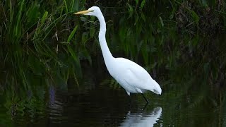 Great Egret Elegantly Striding Through South Florida Wetlands [upl. by Tugman]