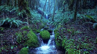 Relaxing Rain Noise  Forest Stream 🌧️ Water Sounds for Sleeping [upl. by Santoro746]