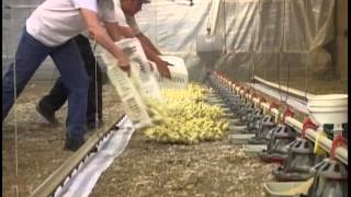 Placing 20000 Chicks in a Chicken Barn [upl. by Enidanreb]