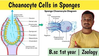 Choanocyte cells in sponges  Structure of choanocytes  Canal system of sponges  कीप कोशिकाएं [upl. by Enecnarf]