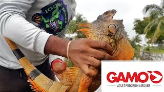 2022 Canal Cruising Giant Iguanas Iguana Hunting Florida [upl. by Biagi]