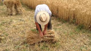 La mietitura del nostro grano [upl. by Gorden]