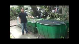 Aquaponics Philippines MADE Cascade System with Filtration [upl. by Daniyal]