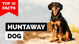 Huntaway Dog  Top 10 Facts [upl. by Argent]