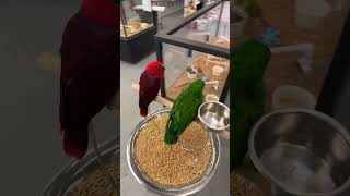 Male and female eclectus parrot [upl. by Azrim982]