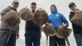 Bristol Channel  Selworthy 7 Species  Rays and More [upl. by Annaigroeg]