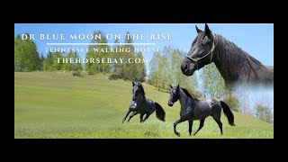 quotMeet Rangoquot Blue Roan Tennessee Walking Gelding For Sale GaitedTrailAll Around [upl. by Schonfeld192]