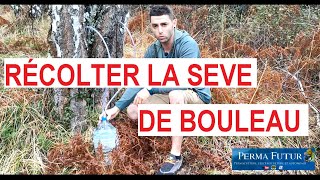 Récolter la SÈVE DE BOULEAU Détox printemps [upl. by Guod331]