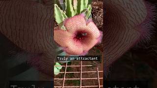 SUCCULENT BLOOM 🥰 Stapelia Gigantea STARFISH FLOWER Succulent Flowers StarfishFlower [upl. by Ttenaj]