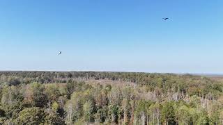 Buzzards and drone DJI mini 4 pro [upl. by Anauqahc27]