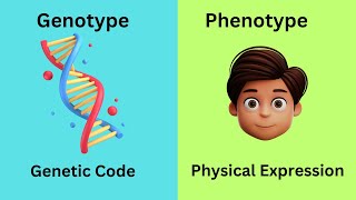 Genotype vs Phenotype [upl. by Nylesoy]