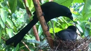 Cuckoo in the nest with its chick [upl. by Ociredef636]