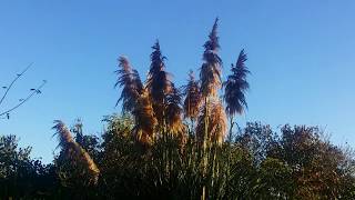 Herbe de la pampas  Cortaderia selloana  roseau [upl. by Rivers]