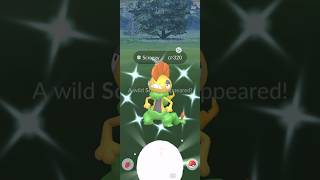 Finally I Got ✨Shiny Scrafty in pokemongo [upl. by Ahsiei361]