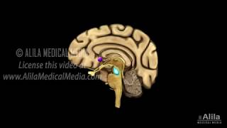 Neuroscience Basics Dopamine Reward Pathway Animation [upl. by Mareah]