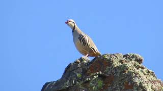 Chukar calling [upl. by Kabob951]