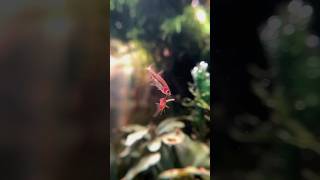 Tiny least rasbora hidin in the plants fish aquarium bettatank aquascape aquascaping nanofish [upl. by Becker]