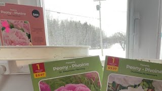 Bare root plants from Walmart and Canadian Tire review [upl. by Innep352]