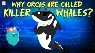 Why Orcas Are Called Killer Whales  How Mighty Orcas Hunt There Prey  Learn All About Orcas [upl. by Teresita72]