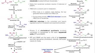 Cholesterol Biosynthesis  Stages 1 amp 2 Generating Isoprenoids DMAP and IPP [upl. by Harriman]