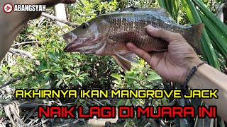 KALI INI DAPAT LAGI IKAN MANGROVE JACK SIZE BABON ‼️ [upl. by Ylek365]