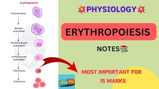 ERYTHROPOIESIS NOTES📚Physiology  Physiotherapy 1styear💥 [upl. by Mafala211]