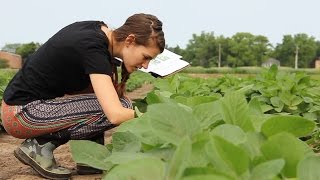 Ensuring Soybean Yields by Screening for Fusarium Graminearum Resistance [upl. by Robaina]