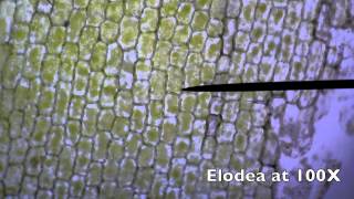 Elodea Plant Cells at 40x100x400x with Pond Water [upl. by Namhcan]