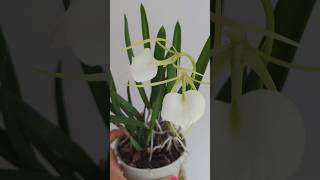 🌸 Brassavola Nodosa  Easiest to Grow Cattleya Species [upl. by Fridell]