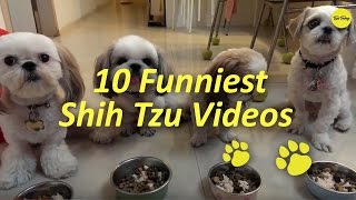 10 Funniest Shih Tzu Videos [upl. by Colombi]