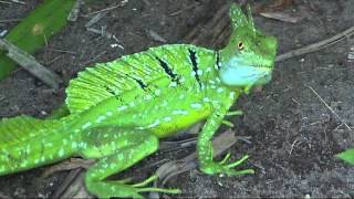 COSTA RICA basilisk lizards and money tree flower sdvideo [upl. by Joey]