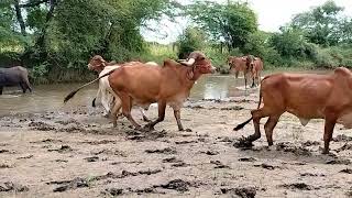 top quality all gir cow gurjar dairy farm 7357269904 farming gircowdairyfarm farm youtube cow [upl. by Ormond]