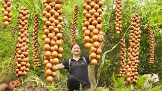 Harvesting Macadamia Bunch  A Type Of Seed That Grows In Beautiful Clusters Goess to market sell [upl. by Atibat]