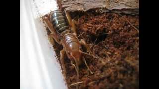 Jerusalem cricket digging [upl. by Hafinah]