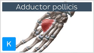 Adductor Pollicis Muscle  Origin amp Function  Human Anatomy  Kenhub [upl. by Edmonds]