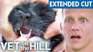 Horrific Broken Jaw After Cats DeathDefying Jump 🙀 VOTH Extended Cuts  Bondi Vet [upl. by Ferren144]