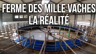 FERME DES MILLE VACHES LA RÉALITÉ [upl. by Nonnahsal]