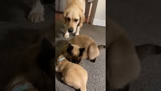 Cat comforts crying puppy while mom takes a break [upl. by Marie36]