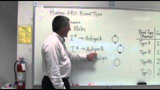 Codominance and Multiple Alleles [upl. by Itra]